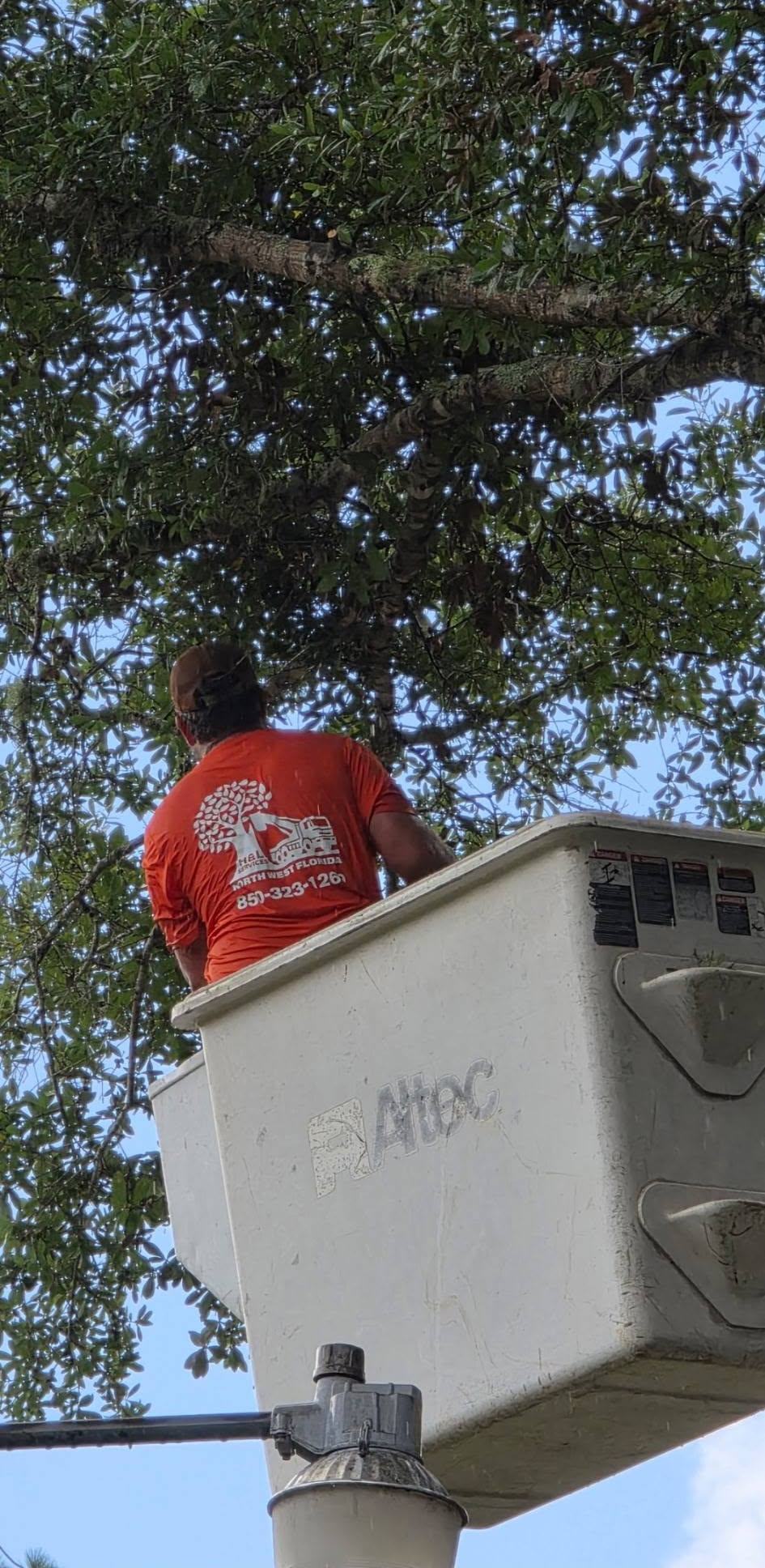 H&L team member working in a bucket beneath a live oak canopy